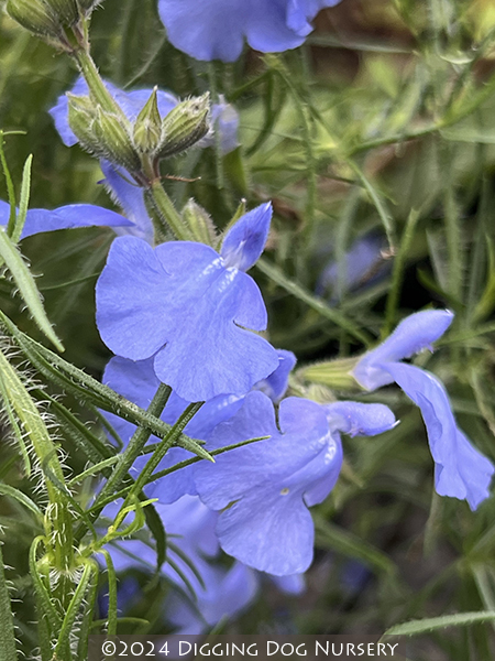 Salvia reptans