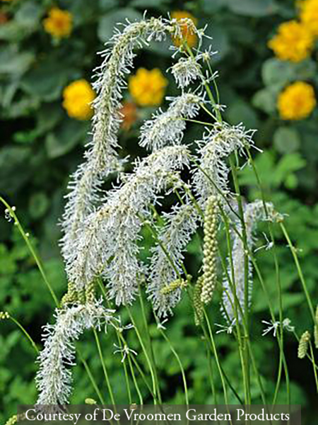 Sanguisorba tenuifolia ‘Alba’