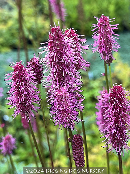 Sanguisorba ‘Blackthorn’