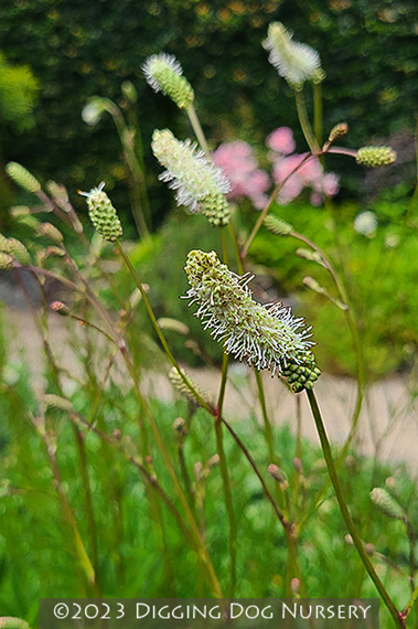 Sanguisorba &lsquo;Burr Blanc&rsquo;