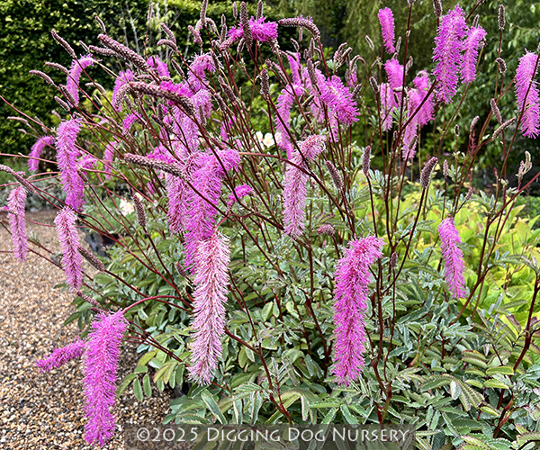 Sanguisorba hakusanensis ‘Lilac Squirrel’
