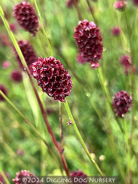 Sanguisorba &lsquo;Proud Mary&rsquo;