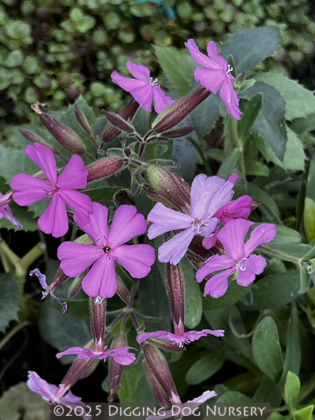 Saponaria lempergii &lsquo;Max Frei&rsquo;