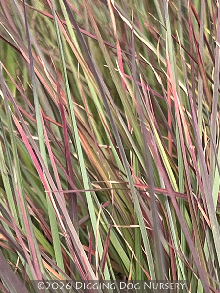 Schizachyrium scoparium Standing Ovation