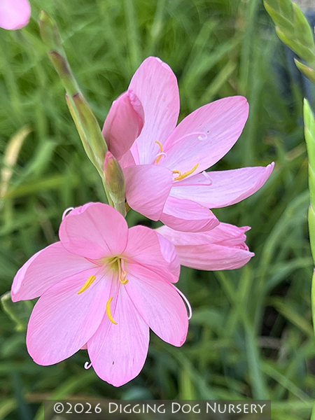 Schizostylis coccinea &lsquo;Jennifer&rsquo;