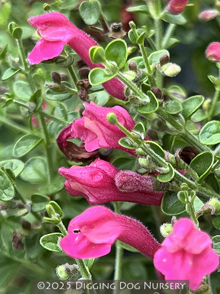 Scutellaria suffrutescens &lsquo;Texas Rose&rsquo;