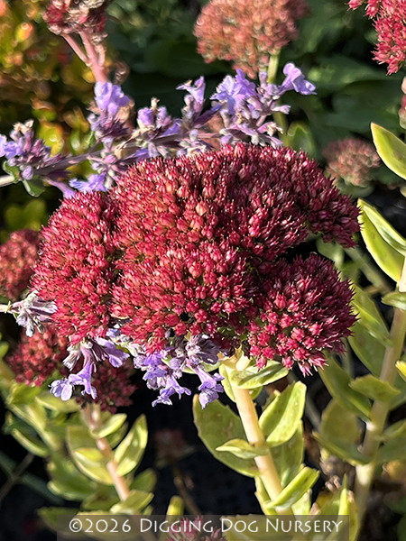 Sedum spectabile &lsquo;Indian Chief&rsquo;