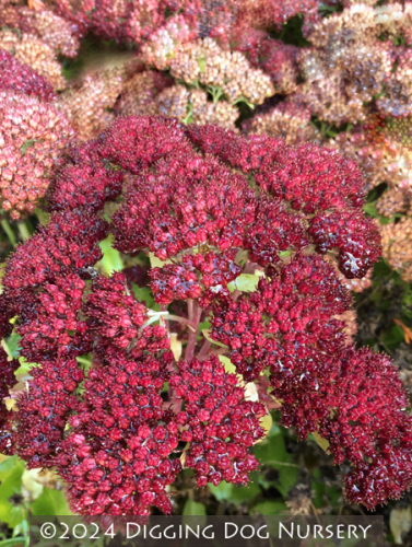 Sedum spectabile Septemberglut