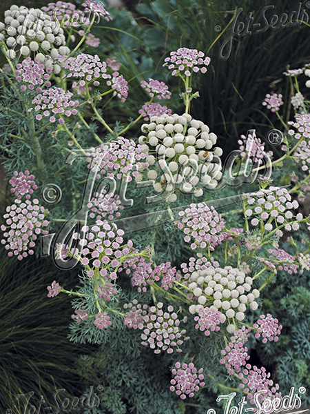 Seseli gummiferum