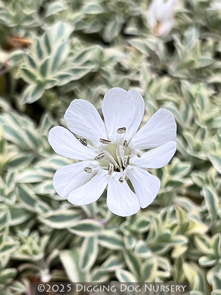 Silene uniflora &lsquo;Druetts Variegated&rsquo;
