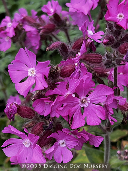 Silene dioica &lsquo;Rolly�s Favorite&rsquo;