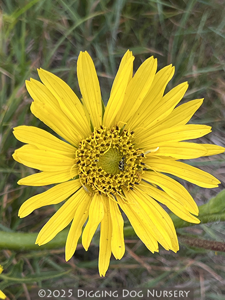 Silphium laciniatum