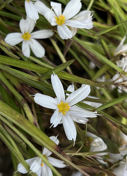 Sisyrinchium angustifolium