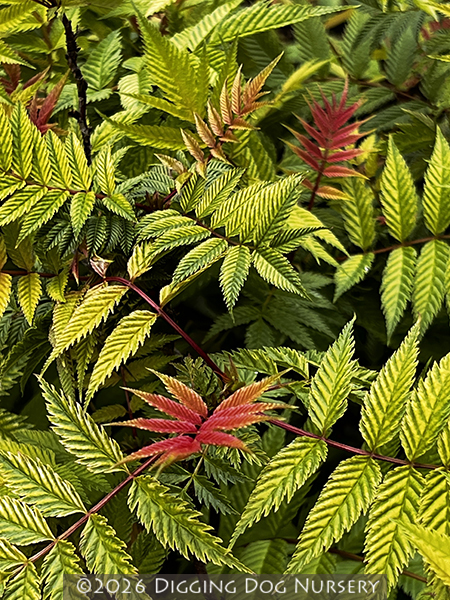 Sorbaria sorbifolia ‘Sem’