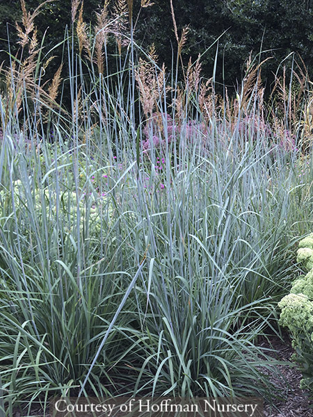 Sorghastrum nutans ‘Indian Steel’
