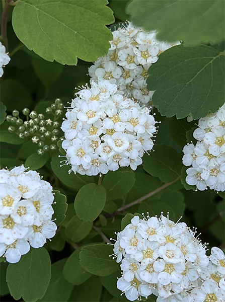 Spiraea betulifolia &lsquo;Tor&rsquo;