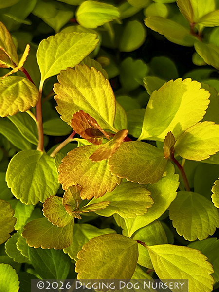 Spiraea betulifolia Tor Gold