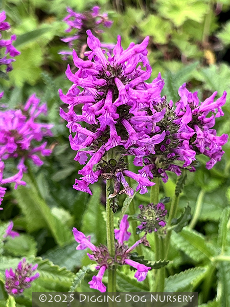 Stachys maxima