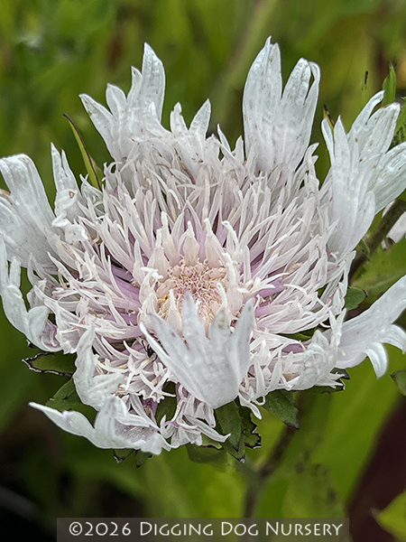 Stokesia laevis &lsquo;Alba&rsquo;