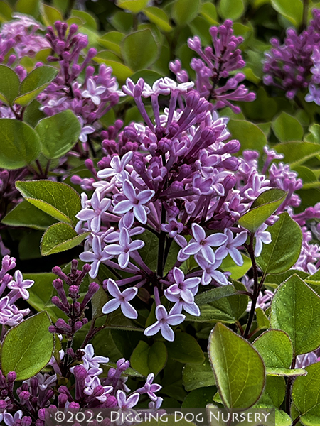 Syringa &lsquo;Jos�e&rsquo;