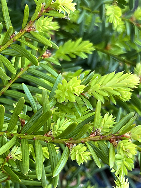 Taxus media &lsquo;Everlow&rsquo;