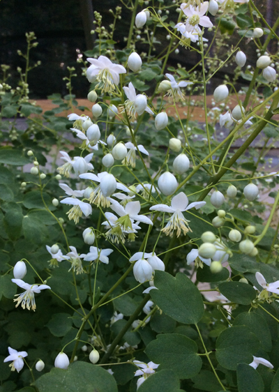 Thalictrum delavayi &lsquo;Album&rsquo;