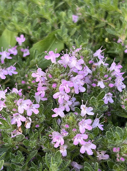 Thymus Bressingham