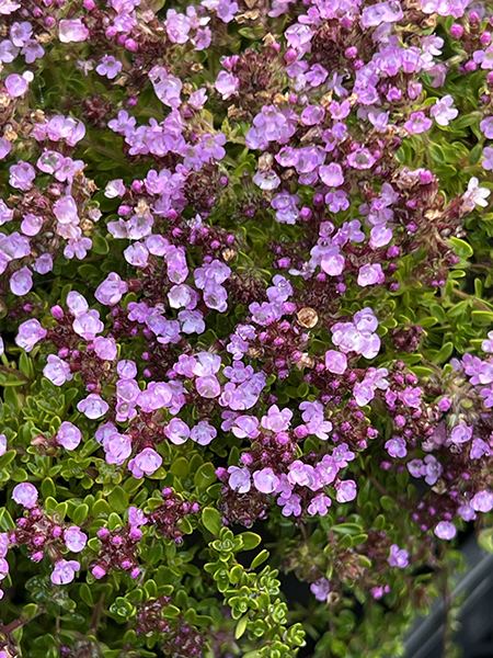 Thymus Latavin Lucy