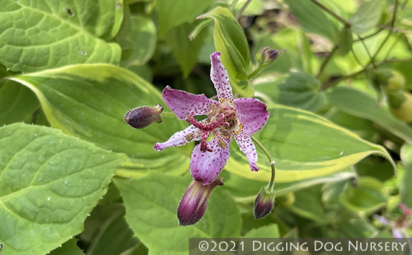 Tricyrtis formosana Autumn Glow