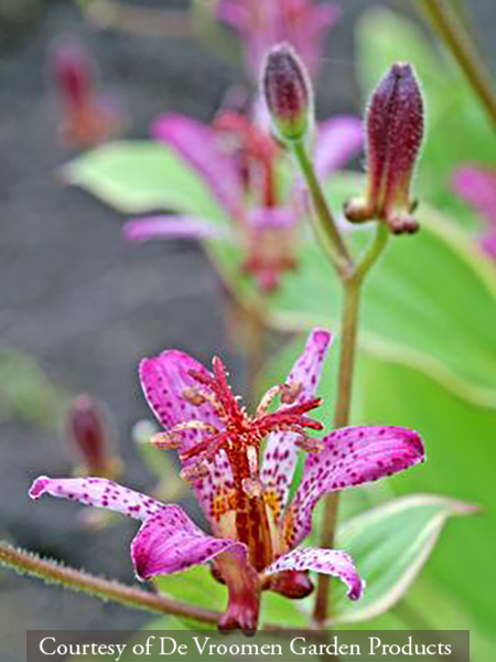 Tricyrtis formosana Samurai