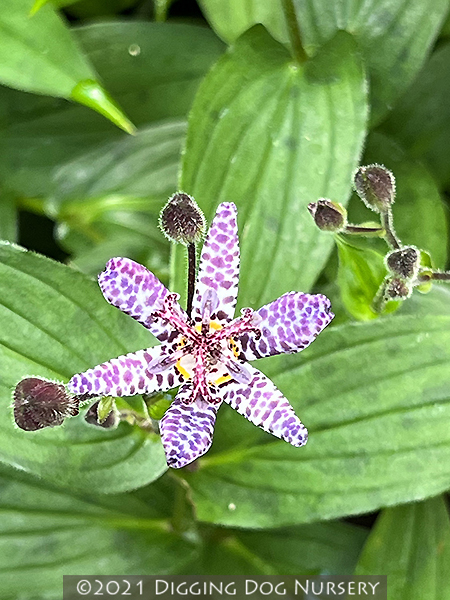 Tricyrtis lasiocarpa