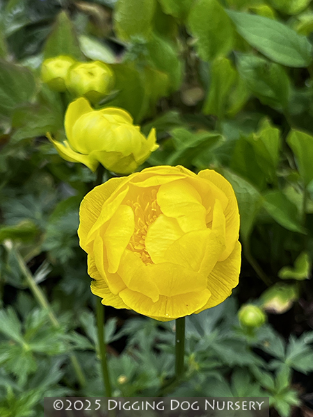 Trollius cultorum Lemon Queen
