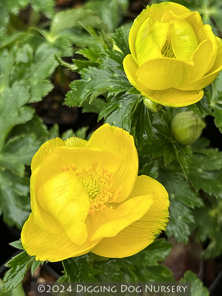 Trollius stenopetalus