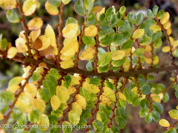 Ulmus parvifolia &lsquo;Seiju&rsquo;