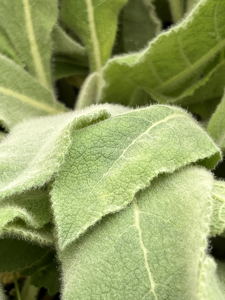Verbascum hybridum Wega