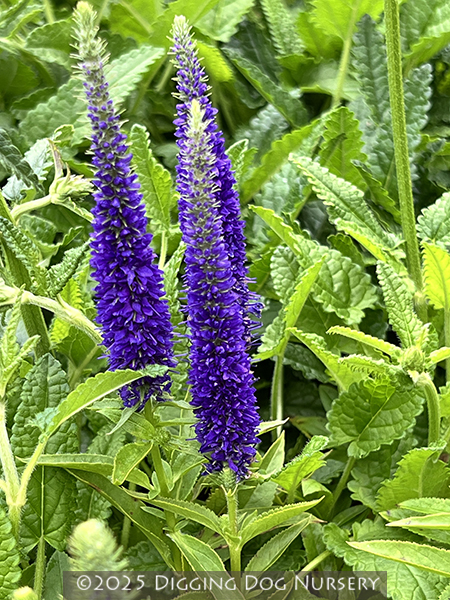 Veronica spicata Royal Candles
