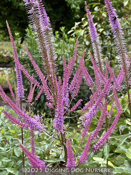 Veronicastrum virginicum Adoration