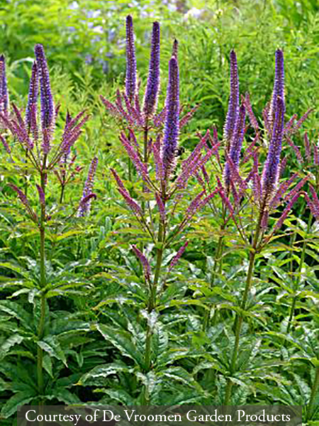 Veronicastrum virginicum Cupid