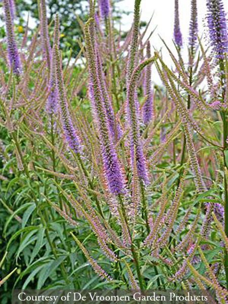 Veronicastrum virginicum &lsquo;Fascination&rsquo;