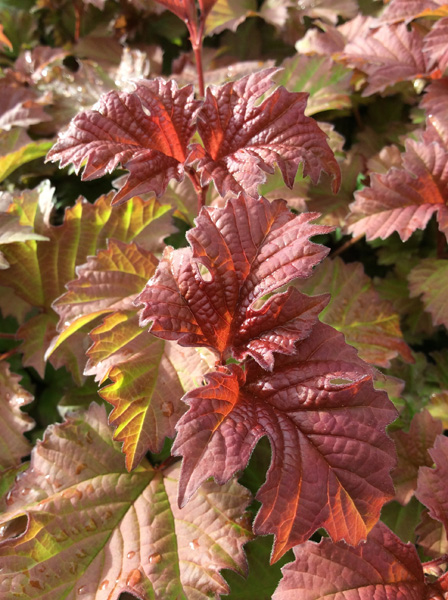 Viburnum opulus &lsquo;Smnvodr&rsquo;