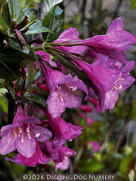 Weigela &lsquo;Minuet&rsquo;