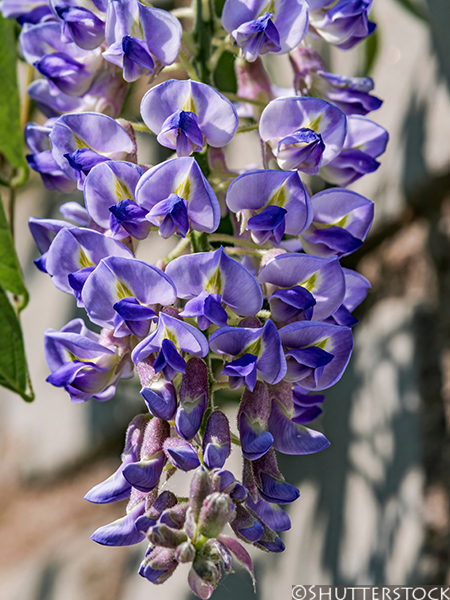 Wisteria macrostachya &lsquo;Blue Moon&rsquo;