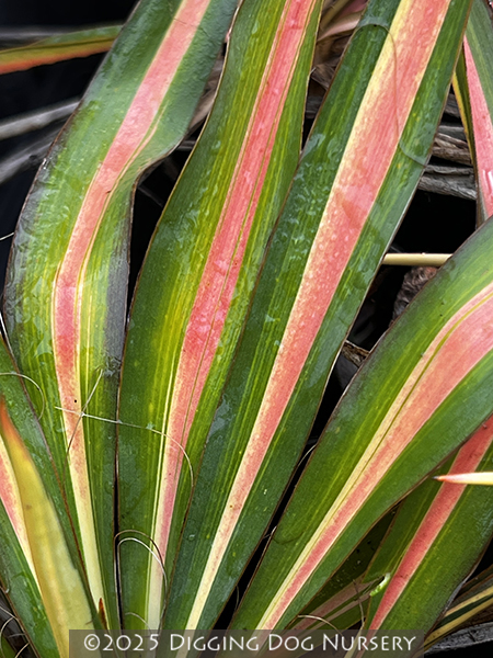 Yucca filamentosa &lsquo;Color Guard&rsquo;