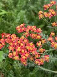 <i>Achillea</i> &lsquo;Walther Funcke&rsquo;