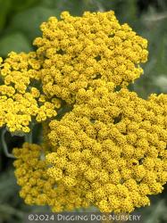 <i>Achillea</i> x <i>schwellenberg</i>