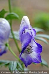 <i>Aconitum</i> x <i>cammarum</i> &lsquo;Bicolor&rsquo;
