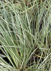 <i>Acorus gramineus</i> &lsquo;Variegatus&rsquo;