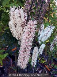 <i>Actaea simplex</i> &lsquo;Brunette&rsquo;