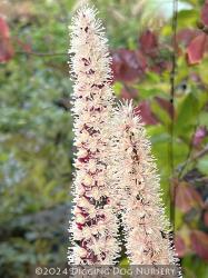 <i>Actaea simplex</i> &lsquo;Pink Spike&rsquo;