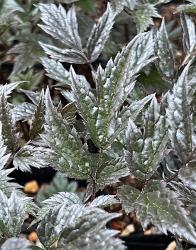 <i>Actaea</i> &lsquo;Queen of Sheba&rsquo;